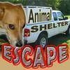 Animal Shelter Escape free RPG Adventure Game