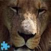 Lion Jigsaw Puzzle