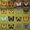 Butterfly Connect free Logic Game
