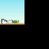 Turtle Run