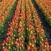 Jigsaw: Tulip Field