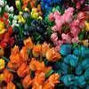 Jigsaw: Amsterdam Tulips