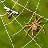 Xonix - Spider Web