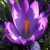 Jigsaw Nature: Crocus