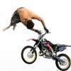 motorbike madness