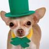 St Patricks Day Jigsaw Puzzle