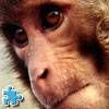 Rhesus Monkeys Jigsaw