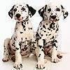 Two Dalmatians slide puzzle - Jigsaw Puzzle Game