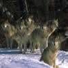 Hidden Stars - Wolves