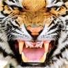 Royal Bengal Tiger - Jigsaw Puzzle Game