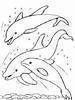 Dolphins -1