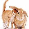 Cute cat and rabbit slide puzzle free Jigsaw Puzzle Game