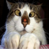 Squint Cat - Jigsaw Puzzle Game