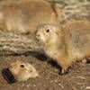 Black Tailed Prairie Dog Slider Puzzle free Jigsaw Puzzle Game