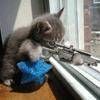 Sniper kitty