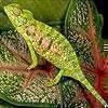 Verdant chameleon puzzle