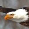 Bald Eagle Jigsaw Puzzle