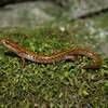 Long-tailed Salamander Jigsaw