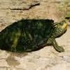 Map Turtle Jigsaw