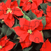 Poinsettia Jigsaw Puzzle