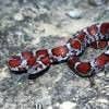 Red Milk Snake Jigsaw